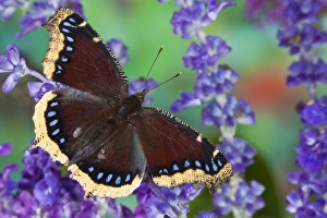 Mourning Cloak Butterfly, Nymphalis vaualbum