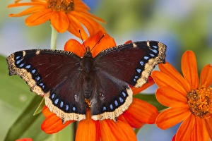 Images Dated 24th August 2009: Mourning Cloak Butterfly, Nymphalis vaualbum