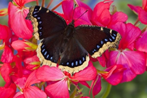 Images Dated 23rd August 2009: Mourning Cloak Butterfly, Nymphalis vaualbum
