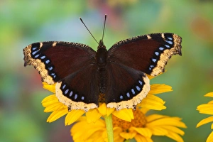 Mourning Cloak Butterfly, Nymphalis vaualbum