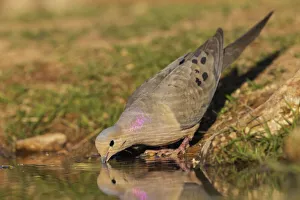 Mourning dove