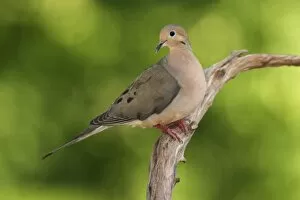 Images Dated 31st May 2004: Mourning Dove