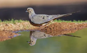 Thirst Prints: Mourning dove drinking from pond, USA, Arizona