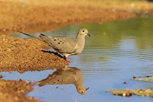 Drinking Prints: Mourning Dove at water, Pima County, Arizona