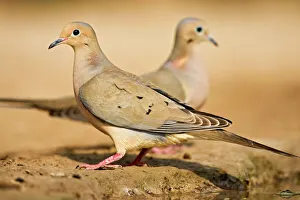 Ground Prints: Mourning Dove (Zenaida