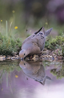 Images Dated 19th October 2007: Mourning Dove, Zenaida macroura, adult drinking, Lake Corpus Christi, Texas, USA, May 2003