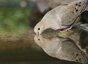 Animals Prints: Mourning Dove (Zenaida macroura), adult drinking, Hill Country, Texas, USA