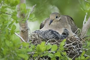 Images Dated 23rd June 2006: Mourning Dove, Zenaida macroura, adult in nest with young, Willacy County, Rio Grande Valley