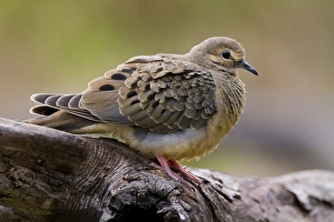 Mourning Dove (Zenaida macroura) resting on a log