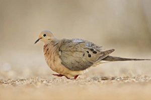 Mourning Dove (Zenaida macroura) walking