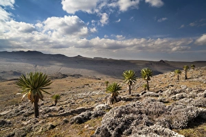 Plateau Prints: Moutain ridge with Mount Batu and giant lobelias