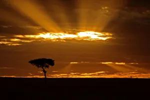 Sun Ray Prints: A mouth openning sunrise in the Msai Mara Kenya