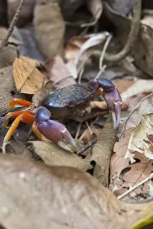 Natural Resources Prints: Mouthless crab (Cardisoma crassum) walks amongst dried leafs on the forest floor
