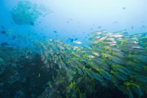Images Dated 10th January 2008: Mozambique, Guinjata Bay, Jangamo Beach. Underwater view of schools of tropical fish