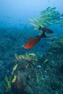 Images Dated 10th January 2008: Mozambique, Guinjata Bay, Jangamo Beach. Underwater view of shoals of tropical fish