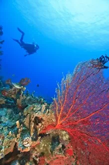 MR Diver with large Gorgonian Sea Fan near Beqa Island off Southern Viti Levu, Fiji