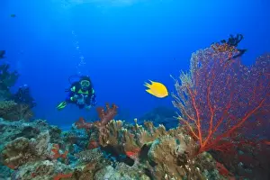 Diver Prints: MR Diver with large Gorgonian Sea Fan & Yellow Damselfish near Beqa Island off Southern Viti Levu