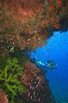 Images Dated 19th November 2005: MR Diver near large Soft Coral-lined underwater Arch near Beqa Island off Southern Viti Levu