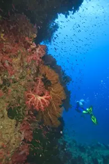 Images Dated 19th November 2005: MR Diver near large Soft Coral-lined underwater Arch near Beqa Island off Southern Viti Levu