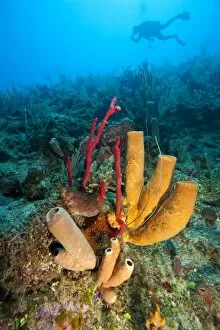 Images Dated 10th March 2007: (MR) diver & Red finger Sponge (Haliclona rubens), Utila, Bay Islands, Honduras