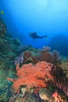 MR Diver swimming near large Gorgonian Sea Fans, Bligh Water, Viti Levu, Fiji, South