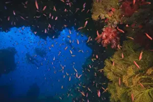 Images Dated 19th November 2005: MR Divers near large Soft Coral-lined underwater Arch near Beqa Island off Southern Viti Levu