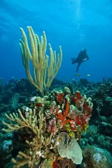 (MR) divers and pristine coral reef, Utila, Bay Islands, Honduras, Central America