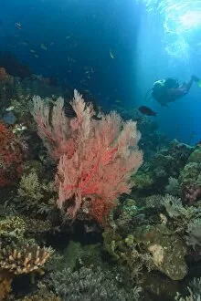 MR female scuba dive near large Sea Fans, afternoon streaming light, Raja Ampat region of Papua