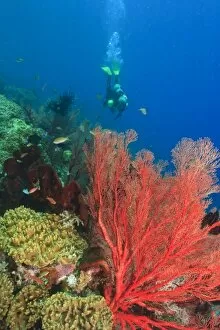 MR female scuba diver, large vibrant Sea Fans, Raja Ampat region of Papua (formerly
