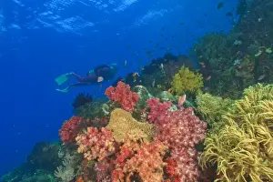 Images Dated 20th March 2004: MR female scuba diver near brilliant colored Soft Corals (Dendronepthya sp. ) Raja