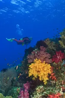 Raja Ampat Prints: MR female scuba diver near brilliant colored Soft Corals (Dendronepthya sp. ) Raja