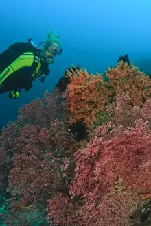 Gorgonian Prints: MR female scuba diver near large Gorgonian Sea Fan, Banda Sea, Indonesia