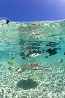 MR / PR Lagoon safari trip to snorkel with marinelife - stingrays (Himantura fai)