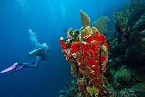 (MR) Scuba Diver, Red Sponge (Mycale sp.), Utila, Bay Islands, Honduras, Central America