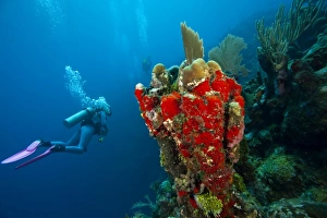 Honduras Prints: (MR) Scuba Diver, Red Sponge (Mycale sp. ), Utila, Bay Islands, Honduras, Central America