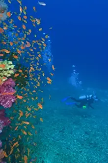 Images Dated 15th November 2005: MR Scuba Diver, schooling Fairy Basslets (Pseudanthias squamipinnis) near Vibrant & Colorful