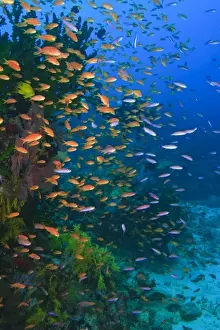 Images Dated 15th November 2005: MR Scuba Diver, schooling Fairy Basslets (Pseudanthias squamipinnis) near Vibrant & Colorful