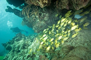 Images Dated 23rd June 2006: (MR) scuba diver & schooling yellowtail snappers, Virgin Gorda Island, British Virgin Islands
