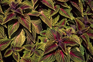 Botany Prints: Mr. Wonderful Coleus (Solenostemon scutellariodes) MO