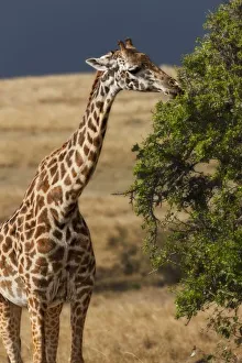 Images Dated 7th September 2009: Msai Giraffe