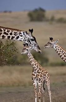Motherhood Prints: Msai Giraffe