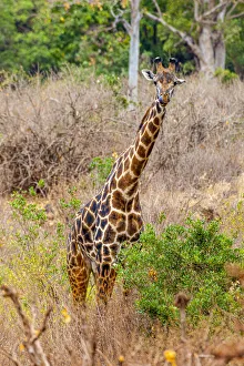 Giraffe Prints: A Msai giraffe looks on as a safari drives by