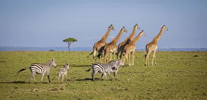 Prints of Msai giraffe wander across the Masai Mara plain. Kenya Africa Prints: Msai giraffe wander across the Masai Mara plain. Kenya