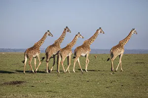 Images Dated 23rd January 2021: Msai giraffe wander across the Masai Mara plain. Kenya