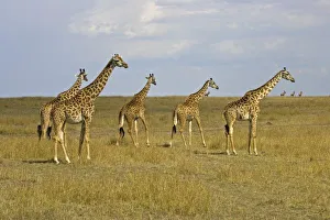 Msai Giraffes