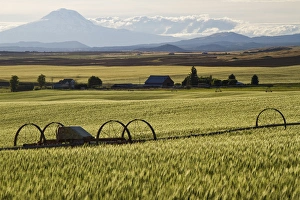 Mt. Adams looms over a Goldendale, WA, wheat farm