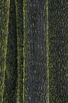 Forestry Prints: Mt. Ashland, Rogue River National Forest, Shasta Red Firs, (Abies magnifica), Oregon