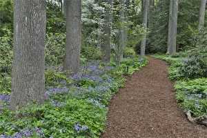 Hardwood Tree Prints: Mt. Cuba Center, Hockessin, Delaware. Along the woods path rimmed by wildflowers