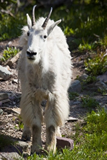 Images Dated 5th August 2009: MT, Glacier National Park, above Logan Pass, Mountain Goat, Nanny
