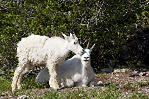 Images Dated 30th July 2009: MT, Glacier National Park, above Logan Pass, Mountain Goats, Nanny and kid